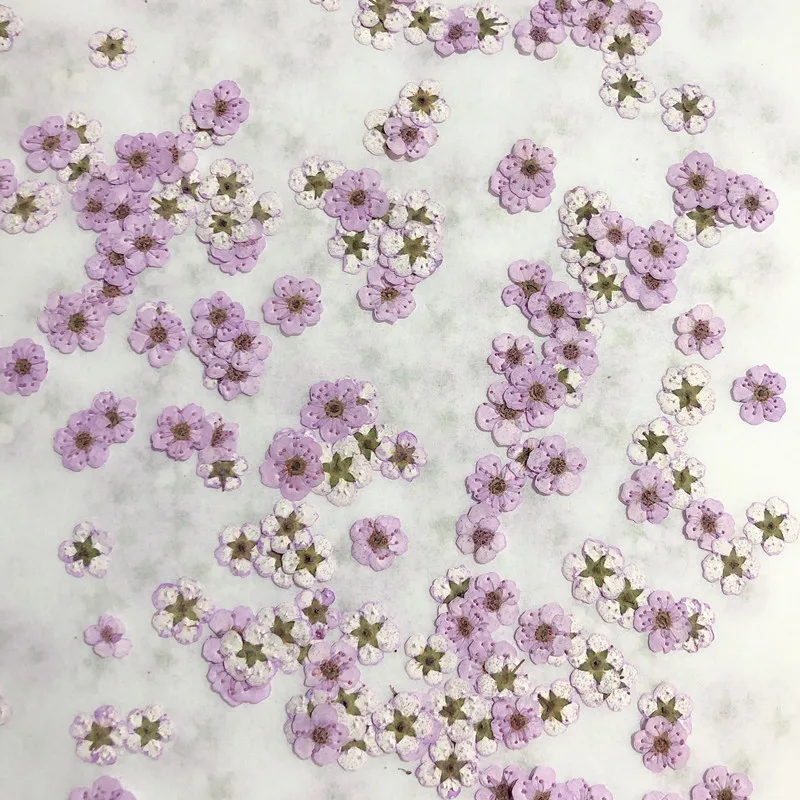 Dried Flower Bouquet - زهور النرجس المجففة المضغوطة الصغيرة، زهور