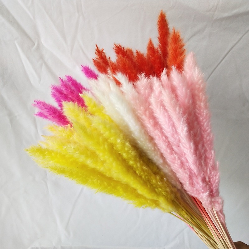 Pampas Grass Decor - عشب البامباس الطبيعي المجفف متعدد الألوان،