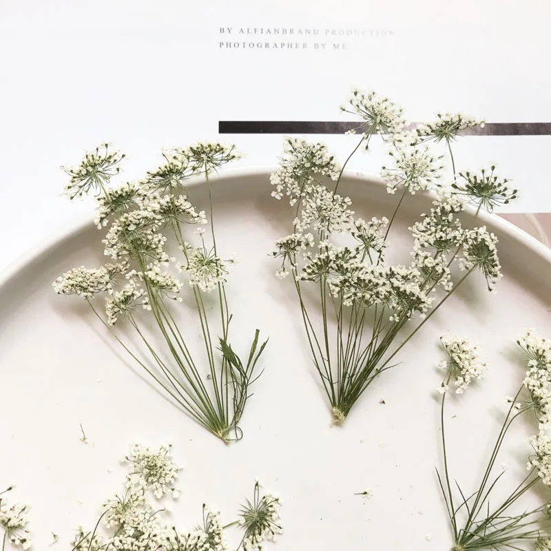 Dried Flower Bouquet - 5-7 سنتيمتر/12 قطعة ، زهور الثلج
