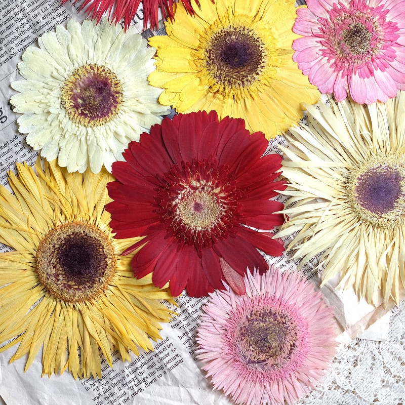 Dried Flower Bouquet - 1 قطعة/7-9 سنتيمتر ، ضغط Gerbera