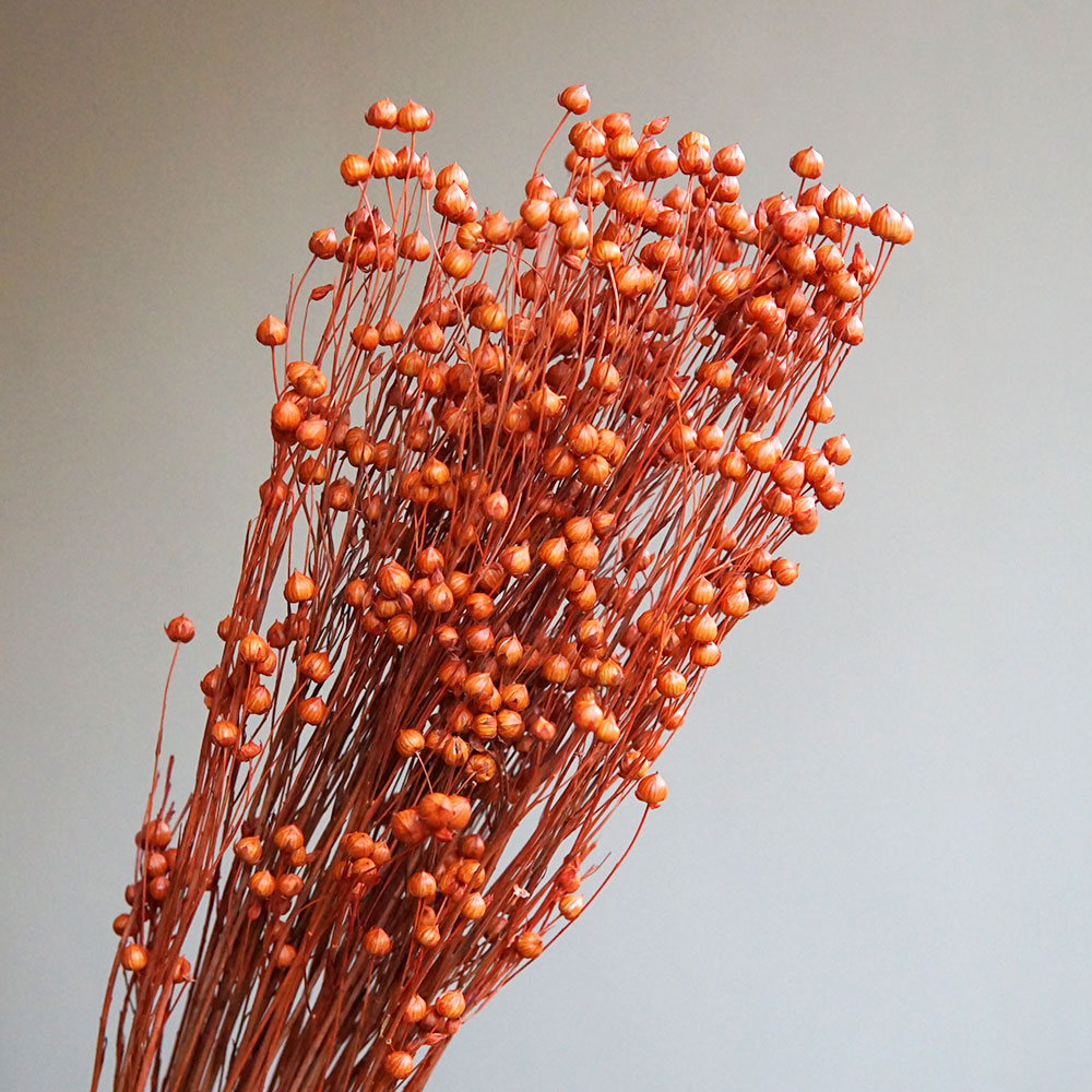 35 جرام/الأورموسيا المحفوظة Ho - مراجعة Dried Flower Bouquet وسعره