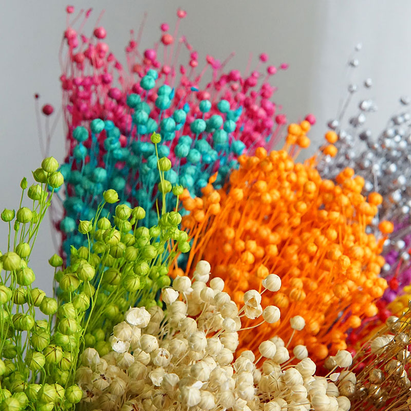 35 جرام/الأورموسيا المحفوظة Ho - مراجعة Dried Flower Bouquet وسعره