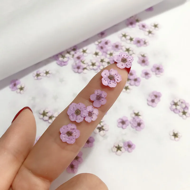 زهور النرجس المجففة المضغوطة ا - مراجعة Dried Flower Bouquet وسعره