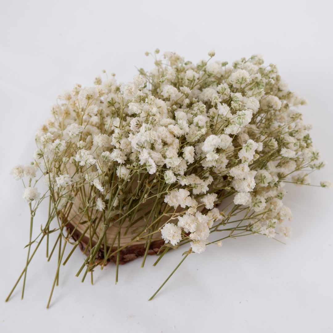 زهور مجففة بيضاء صغيرة مجففة ل - مراجعة Home Decor Vase With Flowers وسعره