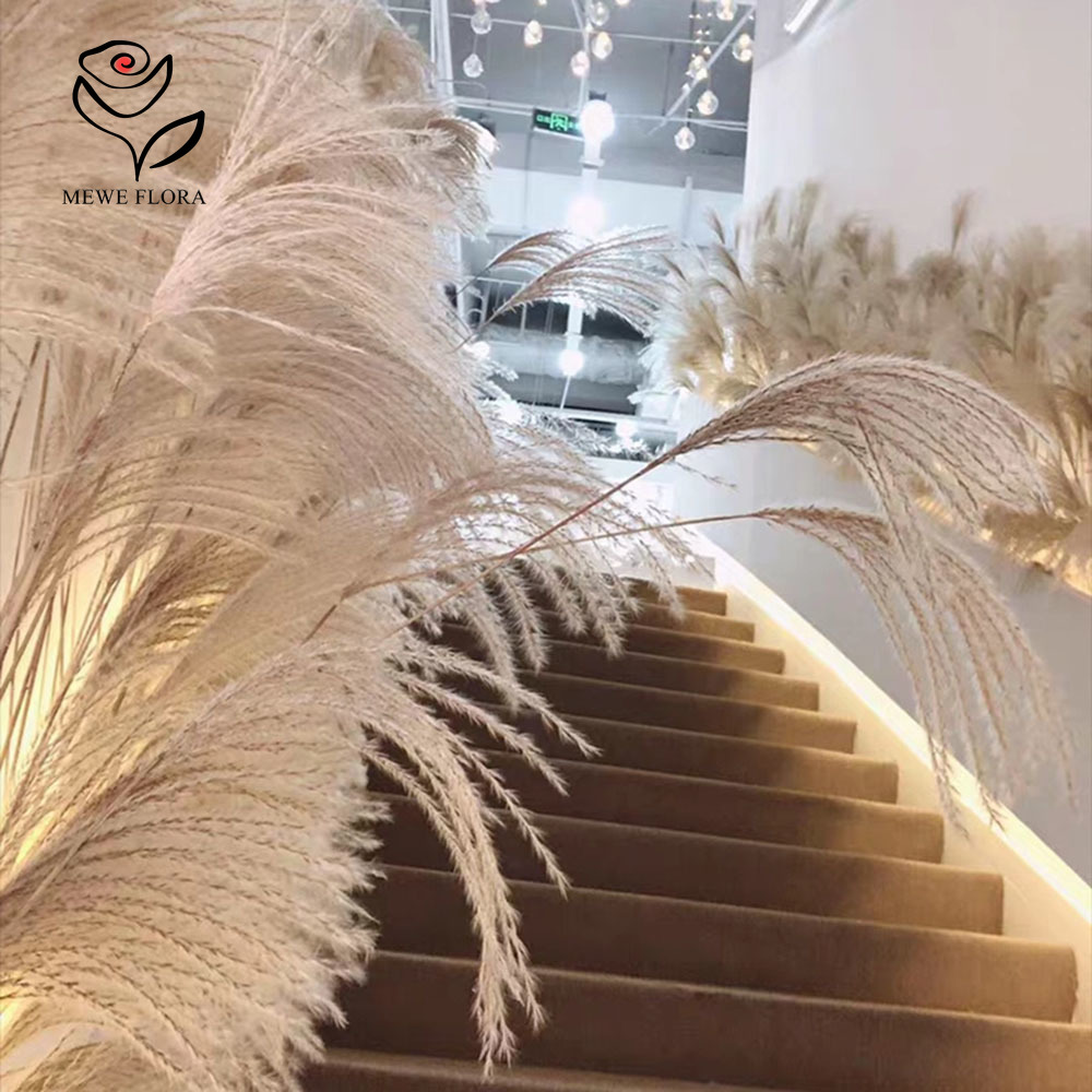 200 قطعة القصب الطبيعي المجفف  - مراجعة Pampas Grass Decor وسعره