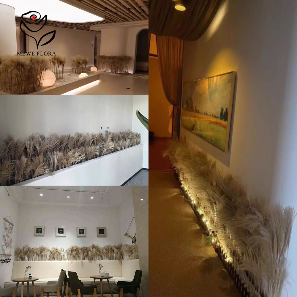 200 قطعة القصب الطبيعي المجفف  - مراجعة Pampas Grass Decor وسعره