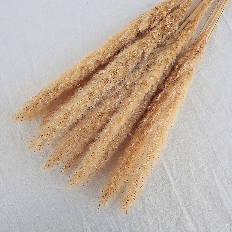 عشب البامباس الطبيعي المجفف مت - مراجعة Pampas Grass Decor وسعره
