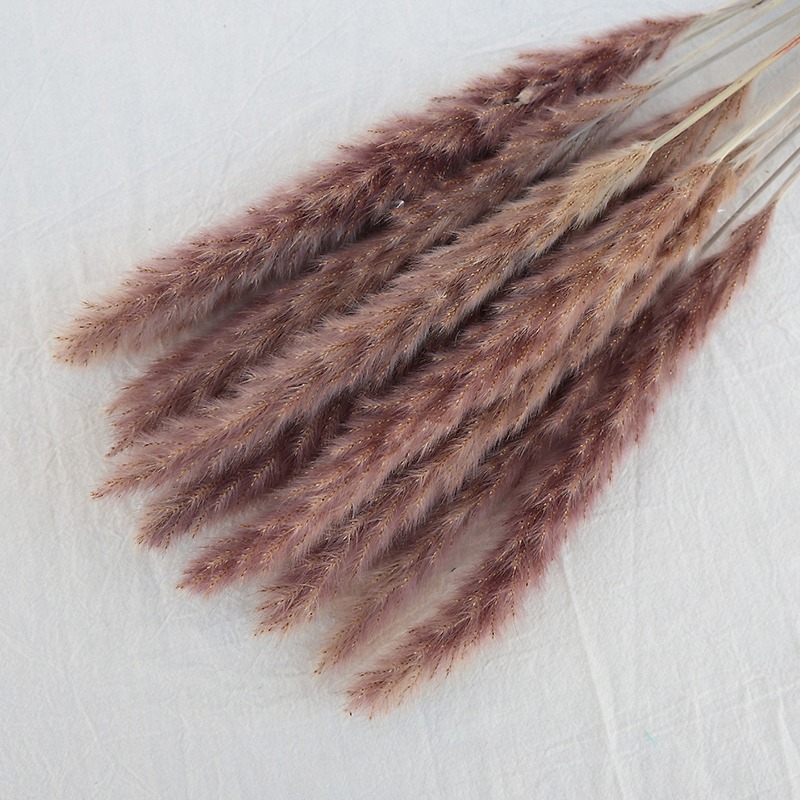 عشب البامباس الطبيعي المجفف مت - مراجعة Pampas Grass Decor وسعره