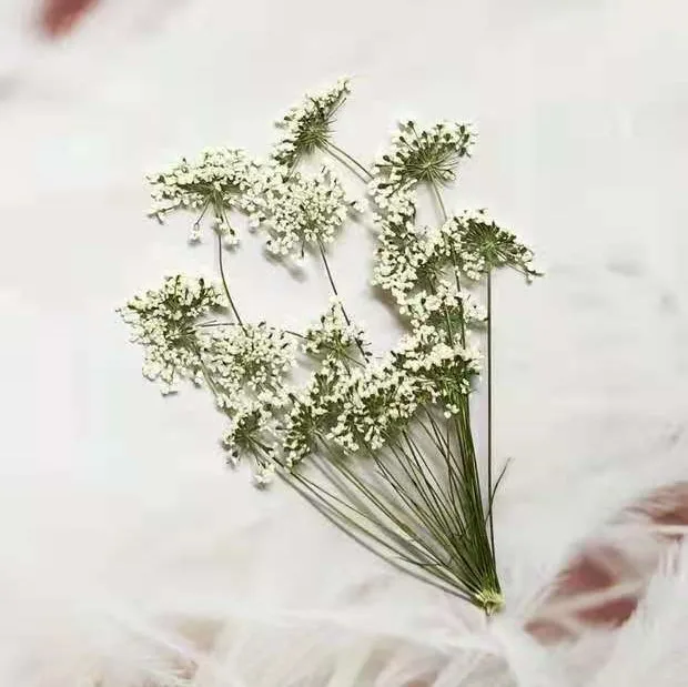 5-7 سنتيمتر/12 قطعة ، زهور الث - مراجعة Dried Flower Bouquet وسعره