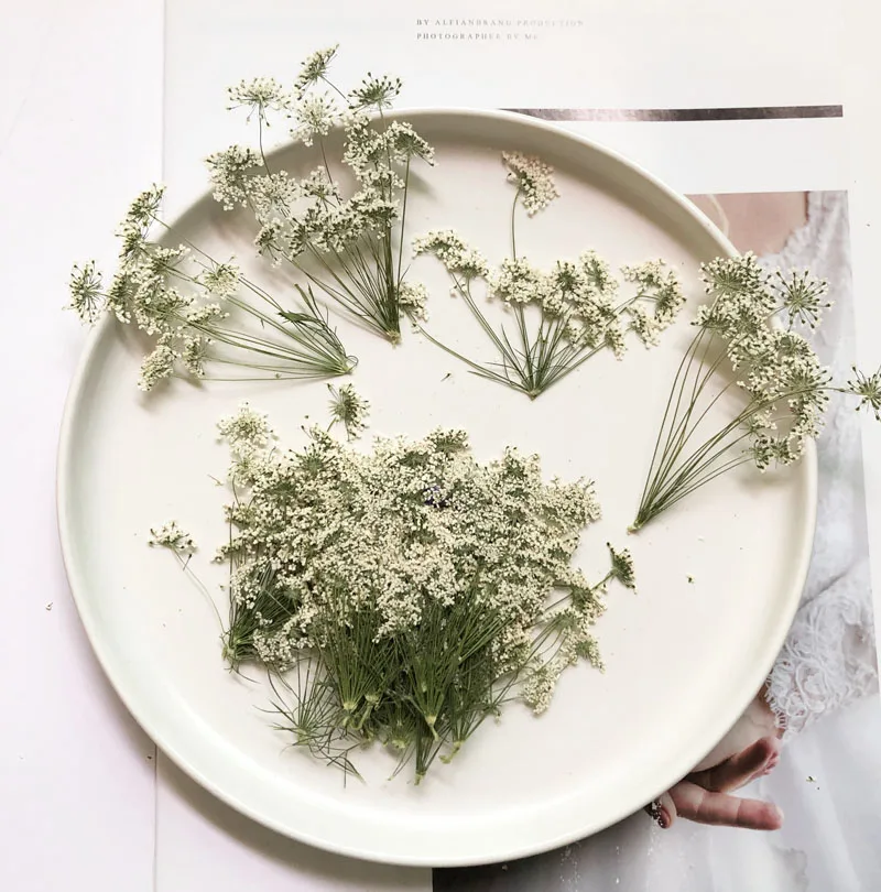 5-7 سنتيمتر/12 قطعة ، زهور الث - مراجعة Dried Flower Bouquet وسعره