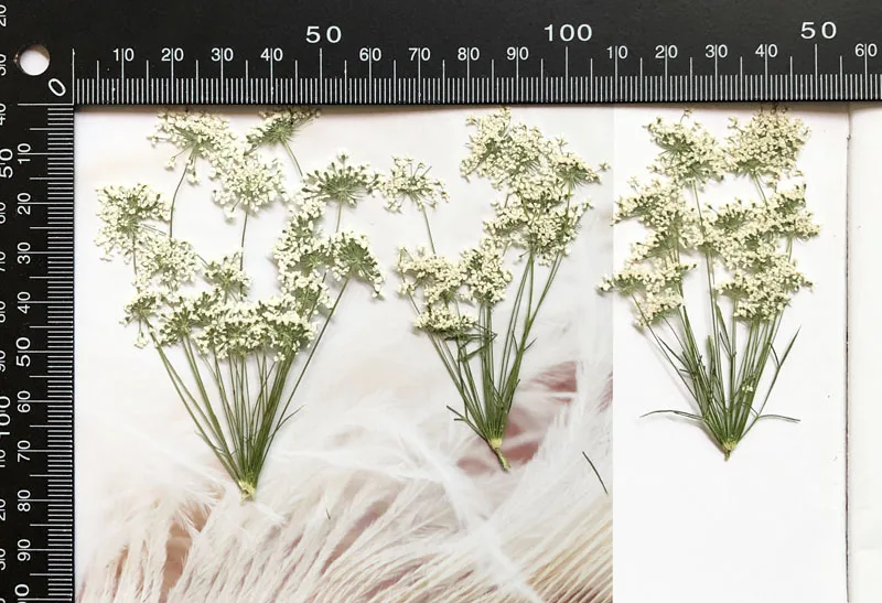 5-7 سنتيمتر/12 قطعة ، زهور الث - مراجعة Dried Flower Bouquet وسعره