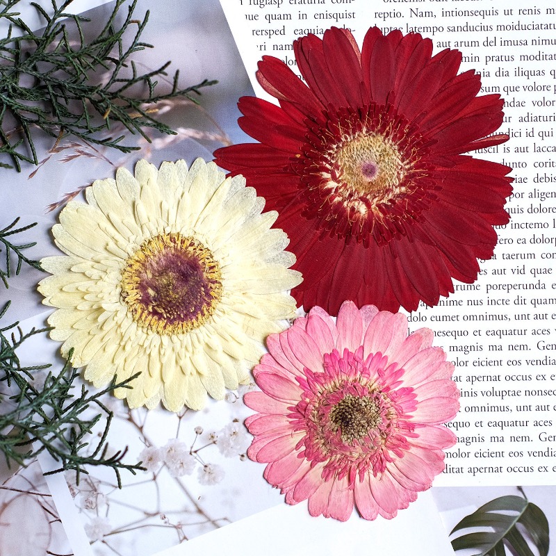 1 قطعة/7-9 سنتيمتر ، ضغط Gerbe - مراجعة Dried Flower Bouquet وسعره