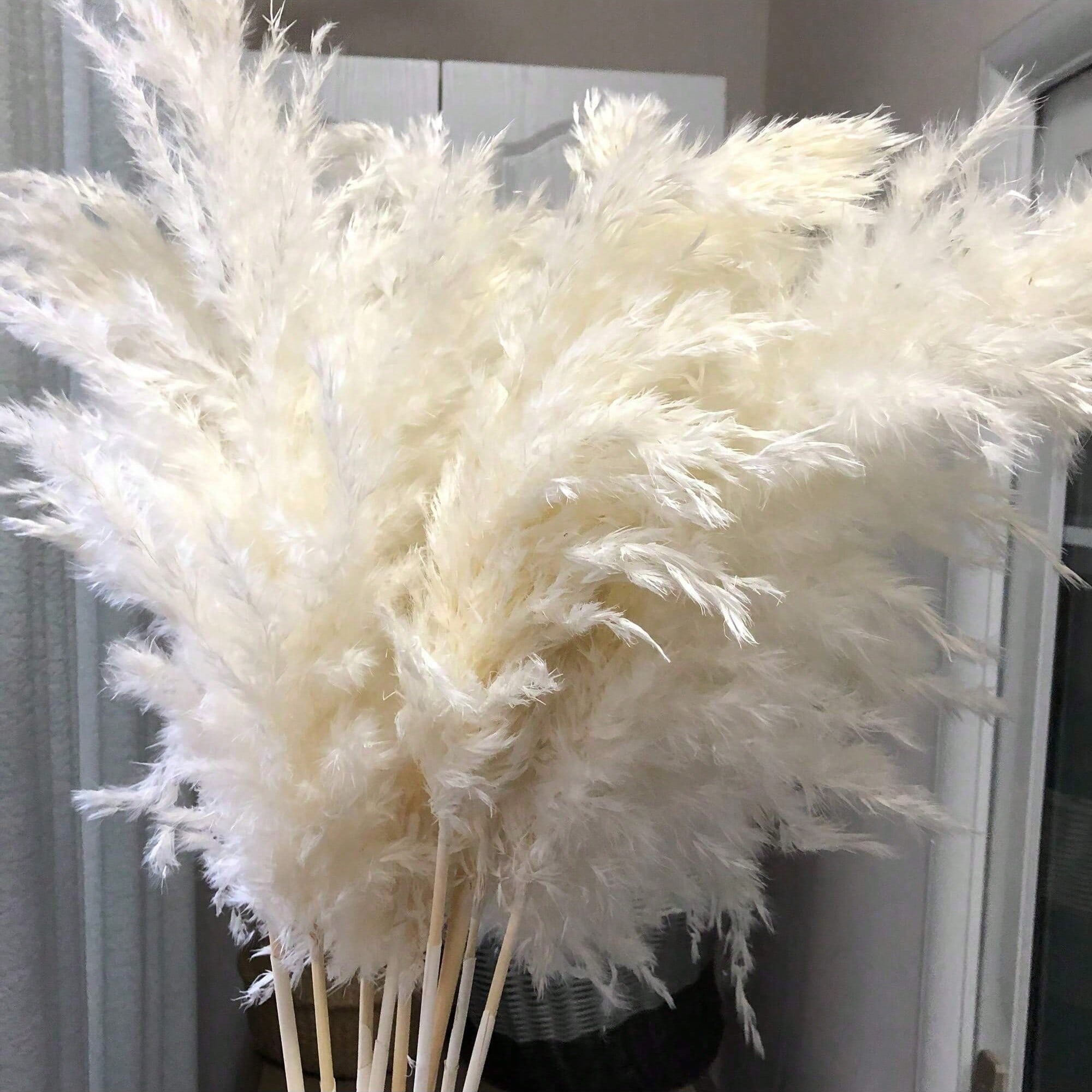 10/20/30 قطعة من عشب البامباس  - مراجعة Pampas Grass Decor وسعره