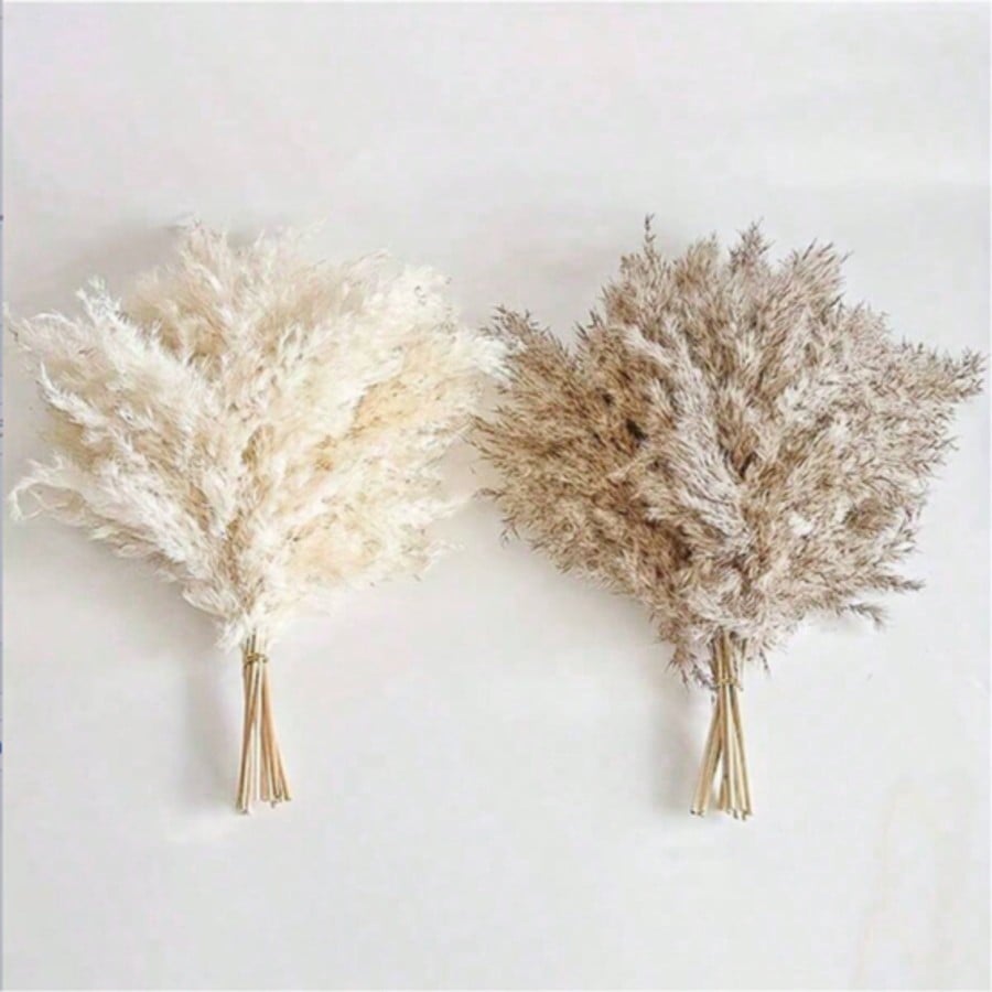 10/20/30 قطعة من عشب البامباس  - مراجعة Pampas Grass Decor وسعره