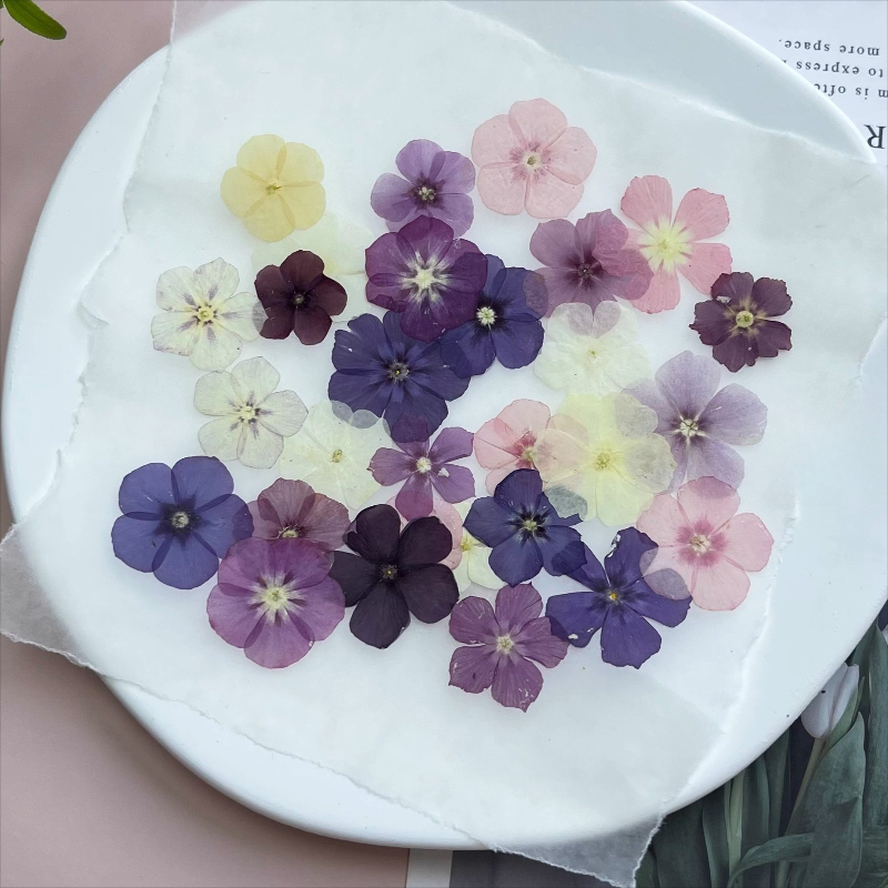 12 قطعة، زهور مجففة مضغوطة شبه - مراجعة Dried Flower Bouquet وسعره