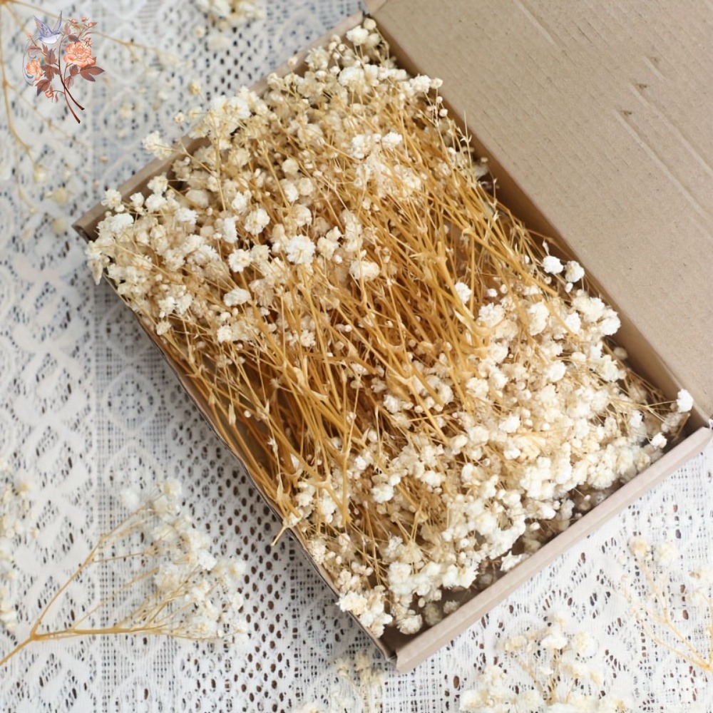 100 قطعة من زهور الجيبسوفيلا ا - مراجعة Dried Flower Bouquet وسعره