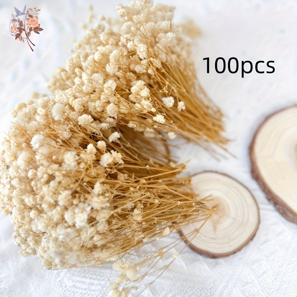 100 قطعة من زهور الجيبسوفيلا ا - مراجعة Dried Flower Bouquet وسعره
